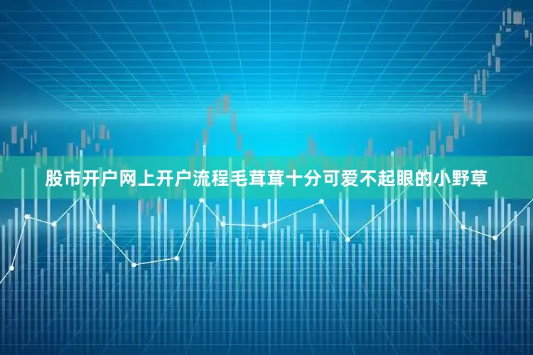 股市开户网上开户流程毛茸茸十分可爱不起眼的小野草